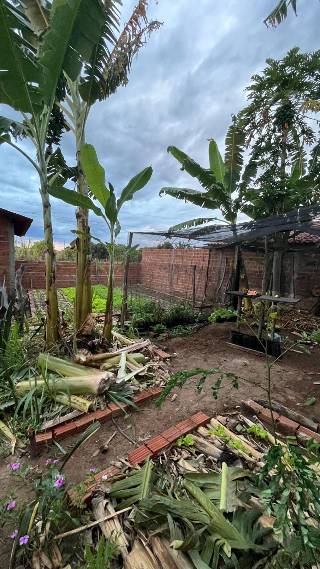 NO DETALHE A COBERTURA COM MATÉRIA ORGÂNICA CARACTERISTICA DOS SISTEMAS AGROFLORESTAIS