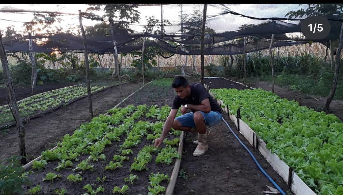 CULTIVO DE HORTALIÇAS