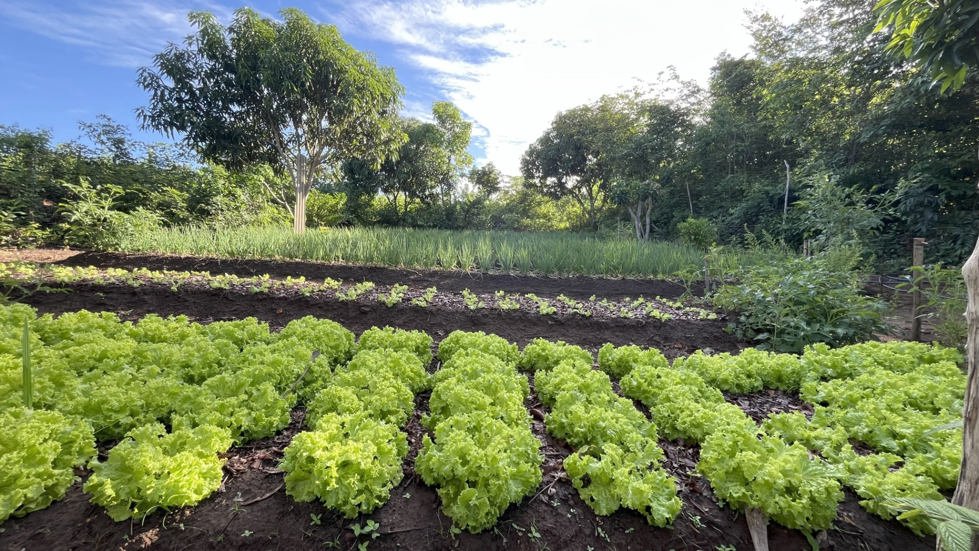 CULTIVO DE HORTALIÇAS DE FORMA NATURAL SEM ADUBOS QUÍMICOS, SEM AGROTÓXICOS